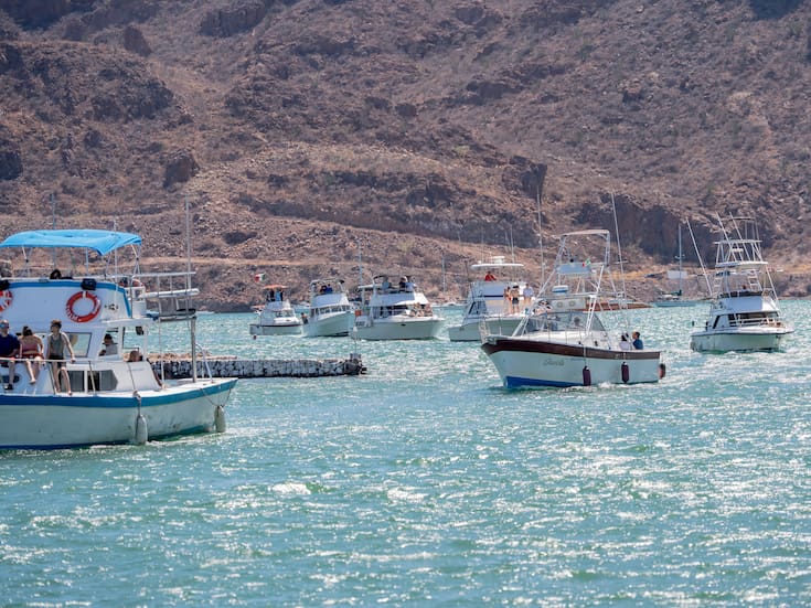 DOF fija cuotas de captura de curvina golfina para la temporada de pesca 2026 en el Alto Golfo de California