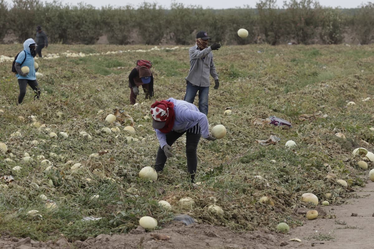Sonora suma 17 mil nuevos empleos en 2026; manufactura y campo lideran crecimiento