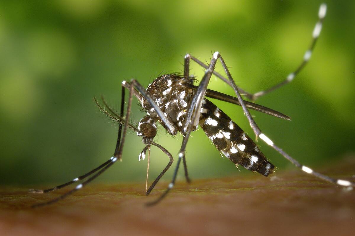 Arizona: Mosquito causa primera muerte por el Virus del Oeste del Nilo