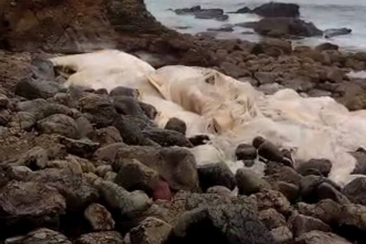 Restos de ballena encallada continúan en Popotla
