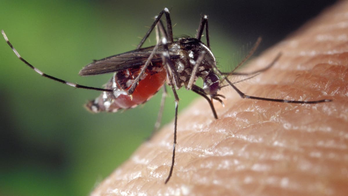 El hallazgo explica cómo la especie ha logrado expandirse a regiones más frías, lo que podría aumentar el riesgo de enfermedades como el dengue, zika y chikungunya en nuevas zonas/Foto: Canva