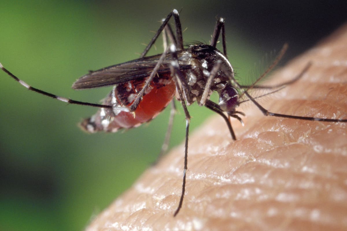 Alerta sanitaria por virus chikungunya: brotes en Asia, África y América Latina generan advertencias de viaje