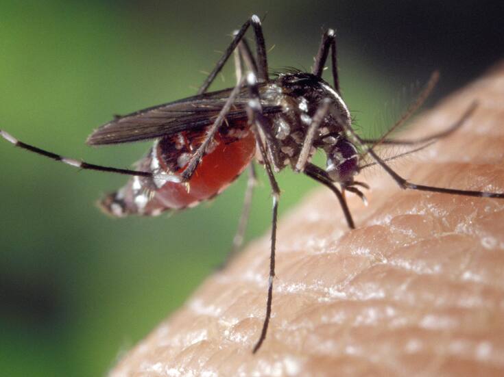 OMS busca evitar una epidemia del virus chikungunya como la de hace dos décadas