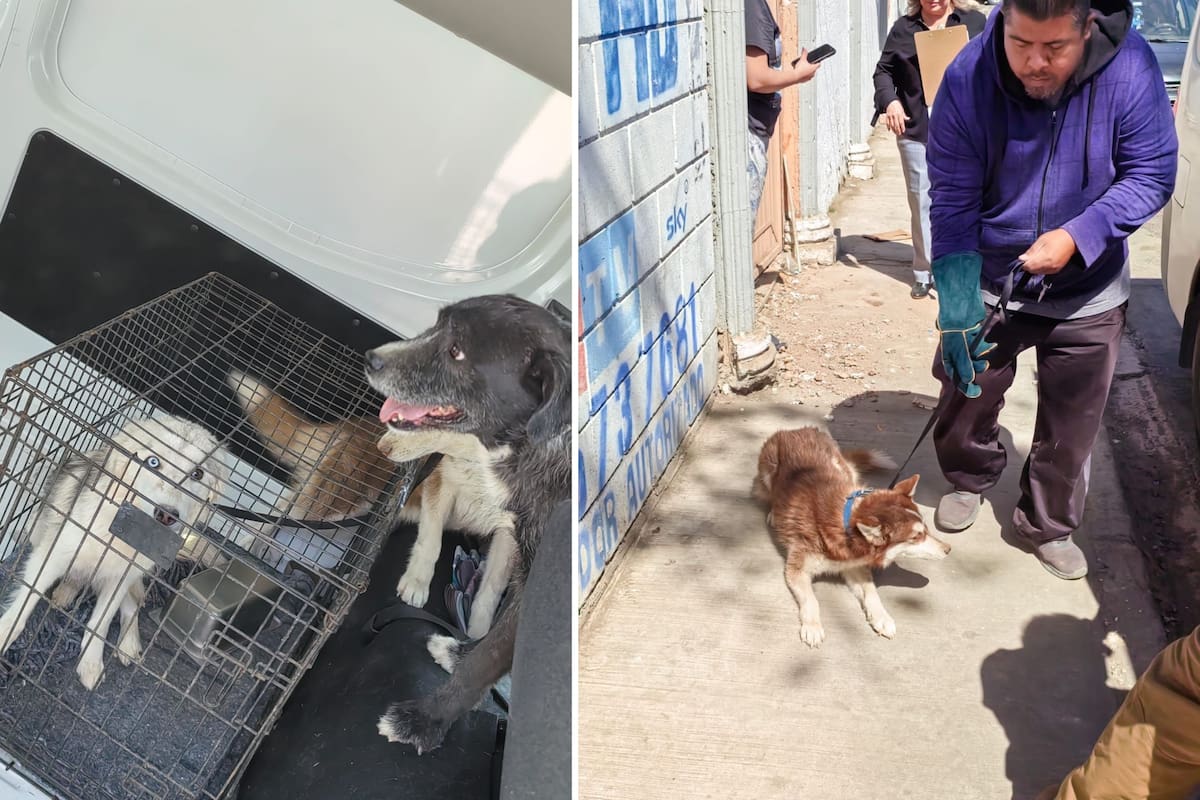 Rescatan a cinco perros en cateos por maltrato animal
