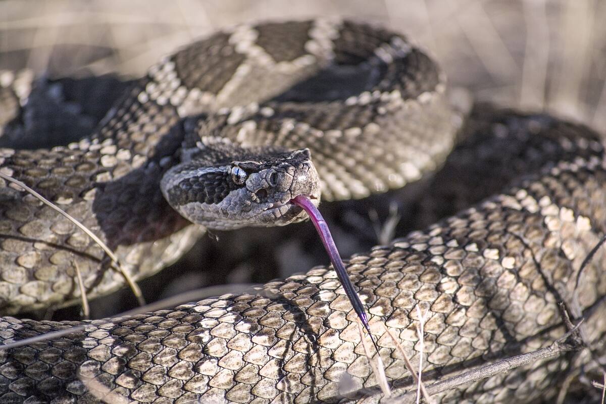 Hombre muerde a serpiente antes de morir por su veneno