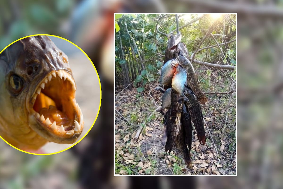 ¿Pirañas en ríos de Tabasco? Esto es lo que sabemos sobre la supuesta aparición de este pez carnívoro en la zona (FOTOS)