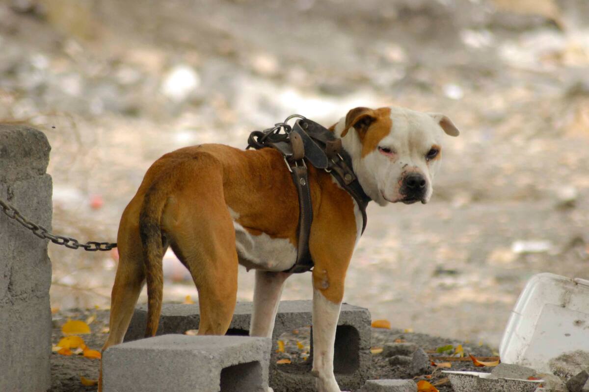 BC tiene pendientes en protección animal para 2025: Abogados Animalistas