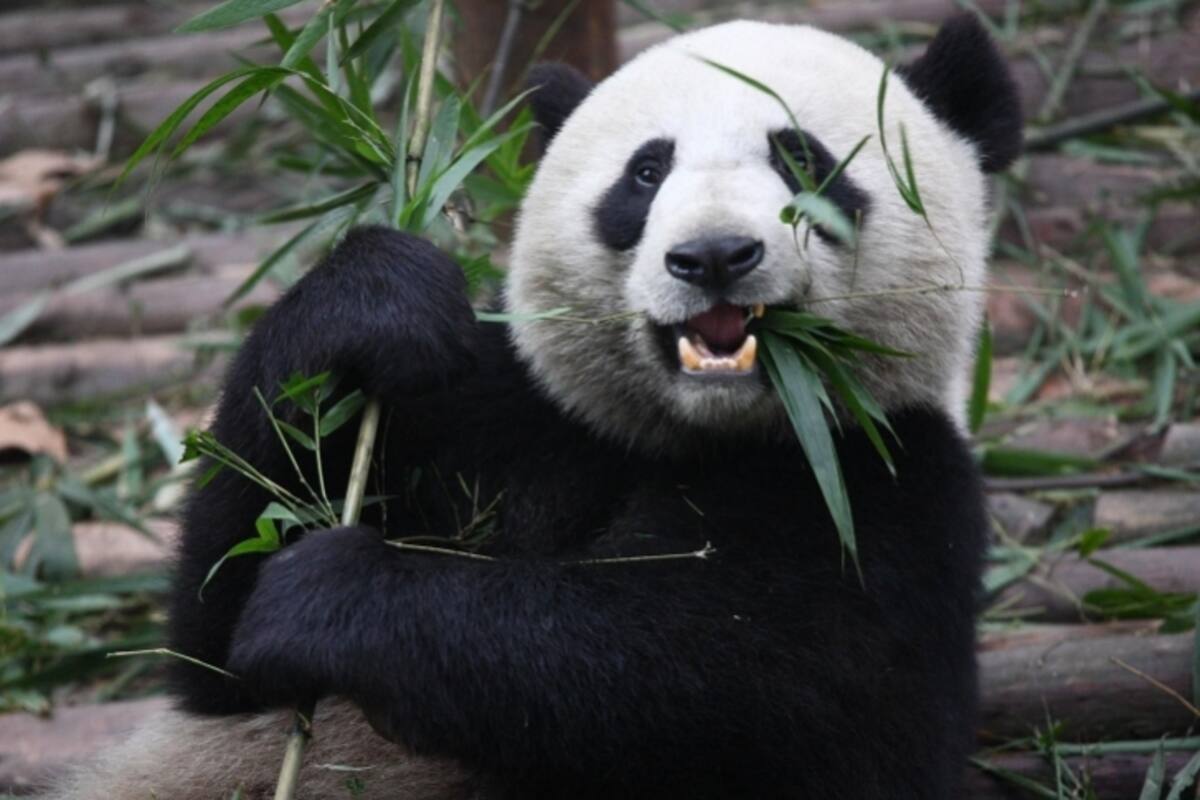 Este animal come como un típico consumidor de carne