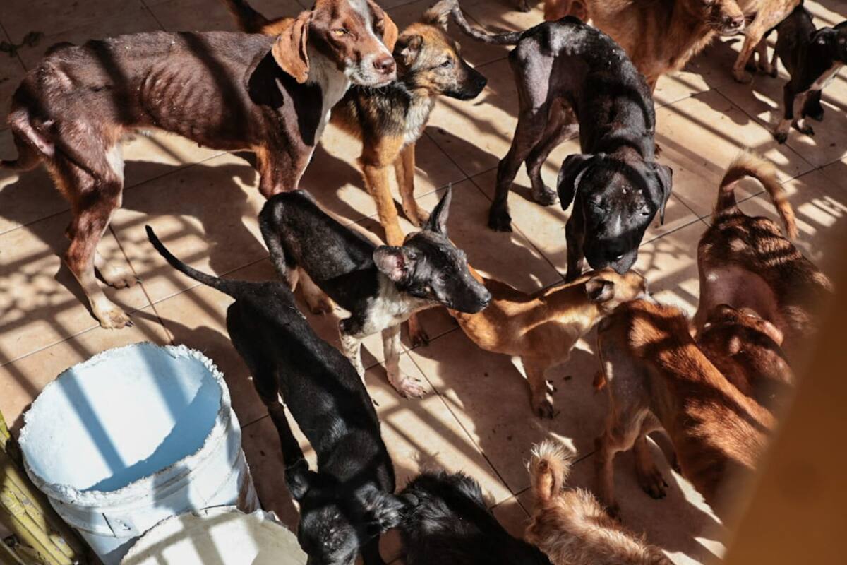 Más de 2 mil multas a dueños por no tener buen cuidado de sus mascotas