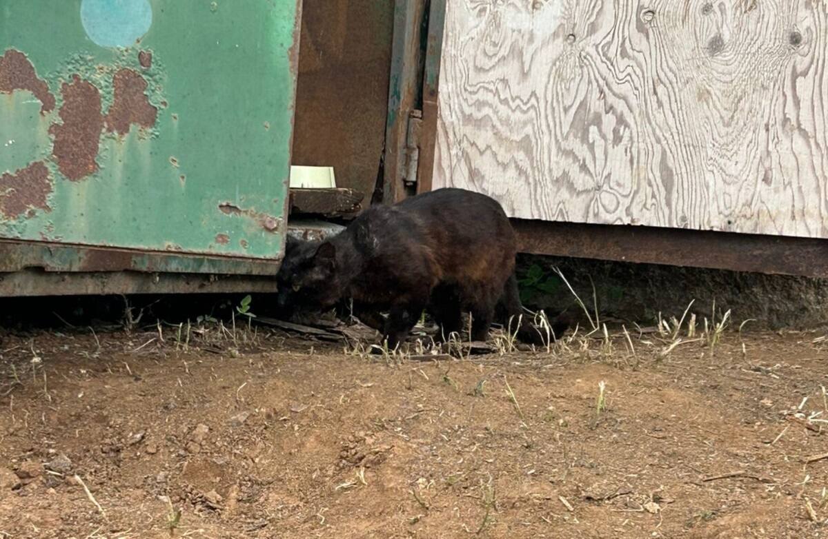 Cualquier ayuda es bienvenida para los gatos abandonados.