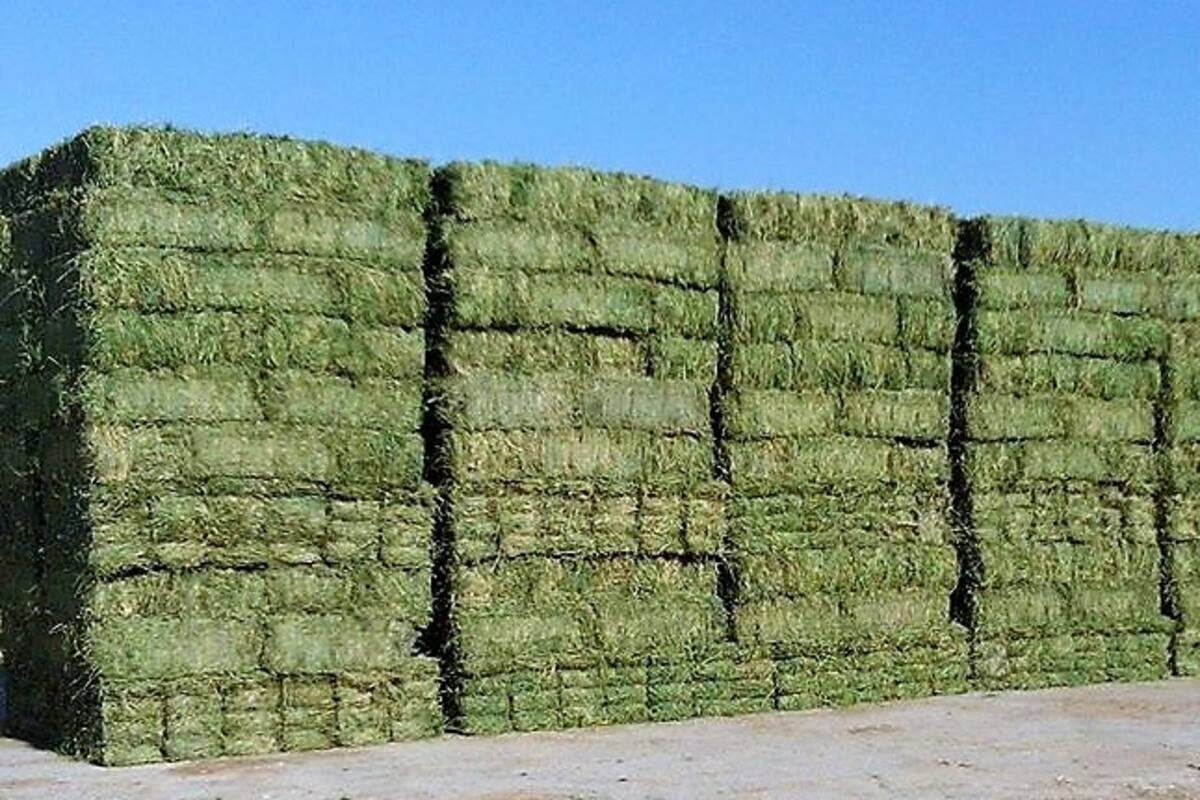 Fallece trabajador de rancho en Chihuahua tras ser aplastado por una paca de alfalfa