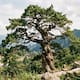 El árbol torcido que explicó Zhuangzi