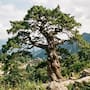 El proverbio chino del árbol torcido revela una paradoja sobre la vida: aquello que parece imperfecto puede sobrevivir porque nadie intenta utilizarlo, mientras lo que cumple perfectamente las expectativas de otros termina siendo aprovechado hasta perder su propia libertad