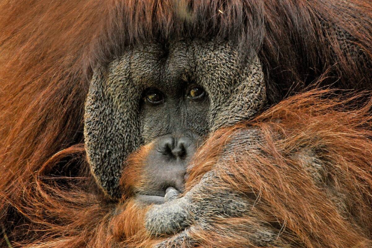 FOTO: Orangután ofrece su mano a hombre que estaba en un río cazando serpientes