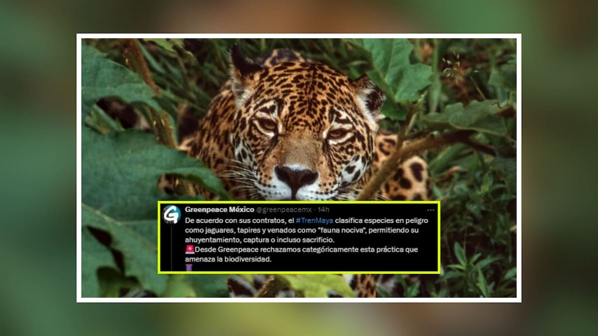 Greenpeace rechaza manejo de fauna del Tren Maya / Especial