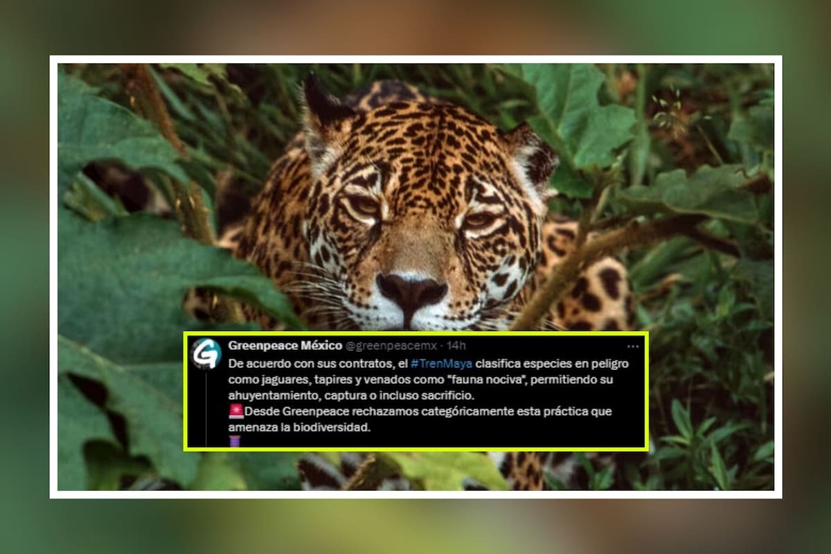 Tren Maya: Greenpeace condena la clasificación de la vida silvestre como “fauna nociva”