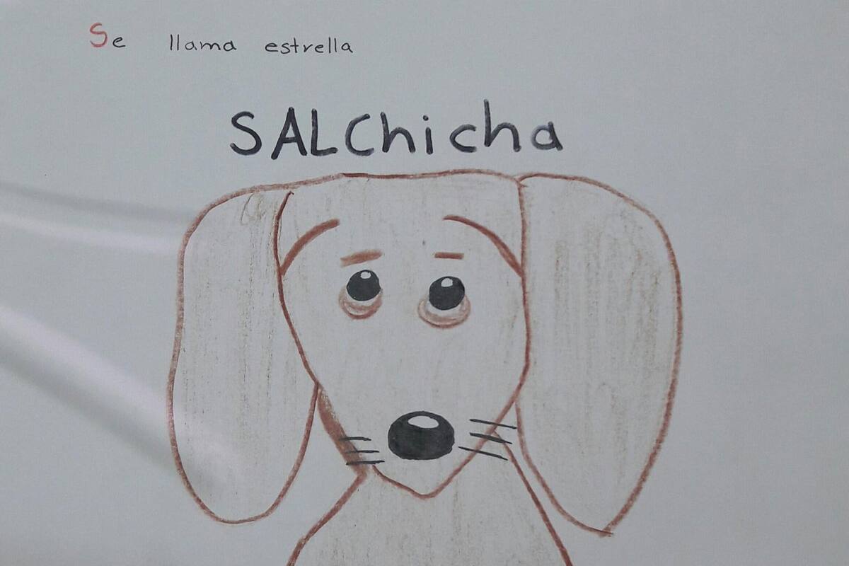 Niño de 11 años busca a su perrita por medio de dibujos porque no tiene fotos