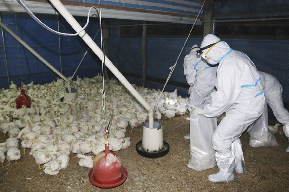 Se confirma la primera muerte por gripe aviar H5N2 en México: OMS