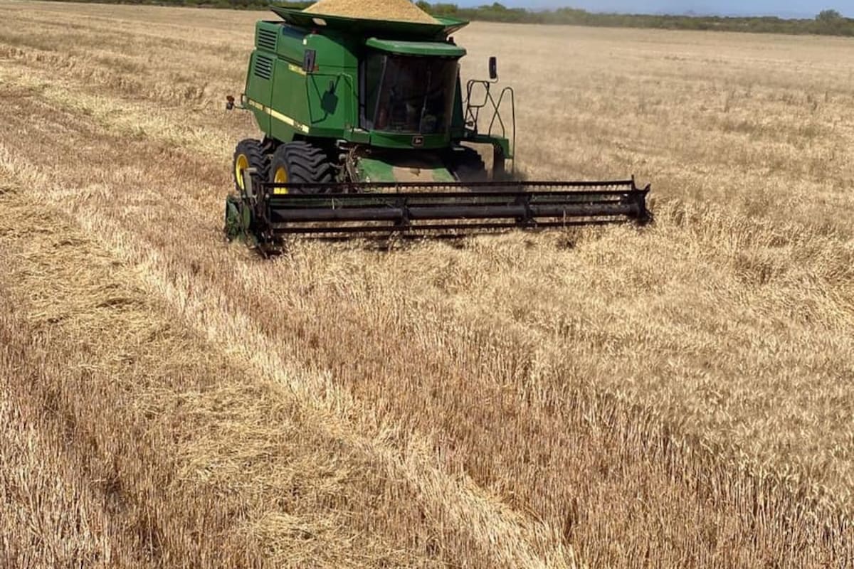Inician trillas con el pie derecho en el Sur de Sonora, pero la sequía no afloja