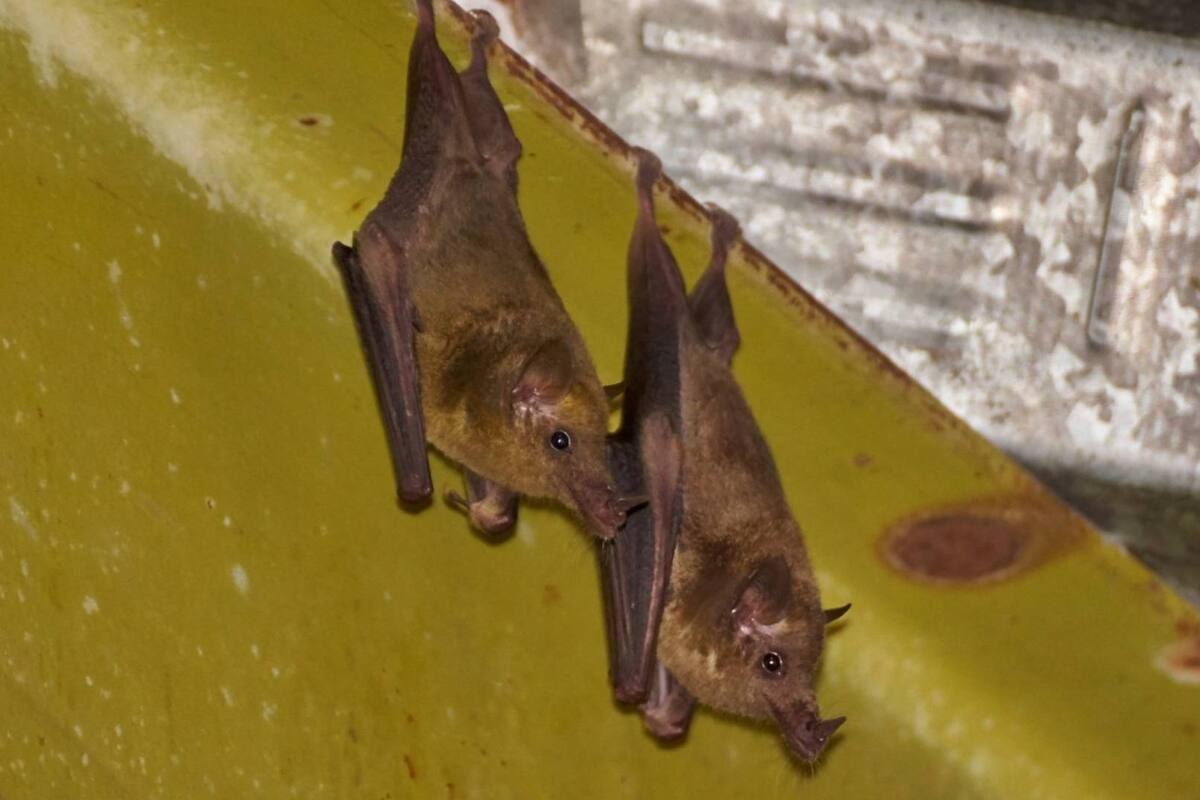 FOTOS: Reporta Sedema aumento de avistamientos de especies en Ciudad de México