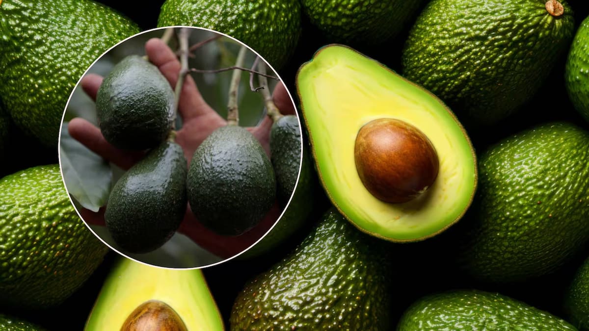 El “oro verde” se regulará: Gobierno publica en Diario Oficial de la Federación acuerdo para un aguacate libre de deforestación y trabajo infantil