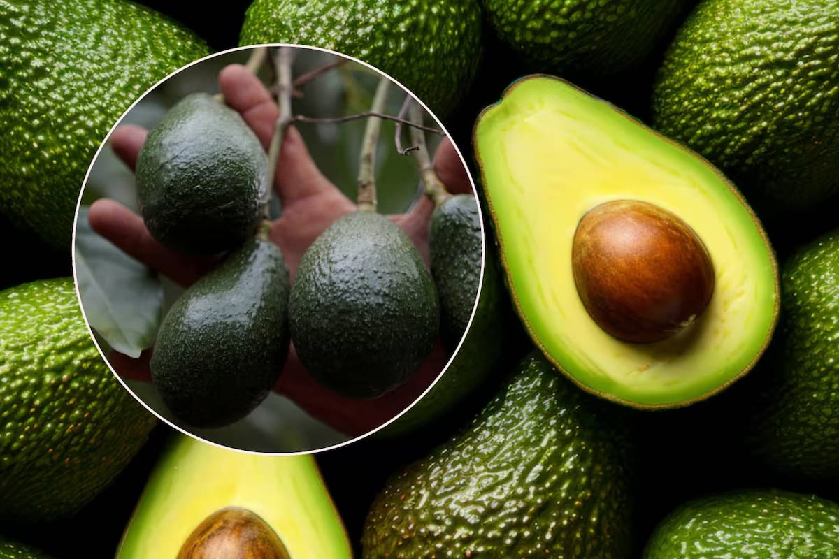 México, líder mundial en exportación de aguacate, se luce en el Super Bowl LIX