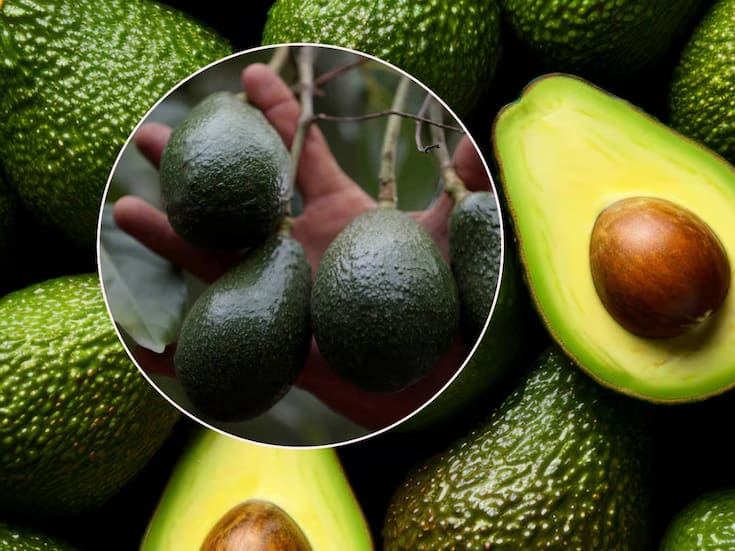 El “oro verde” se regulará: Gobierno publica en Diario Oficial de la Federación acuerdo para un aguacate libre de deforestación y trabajo infantil