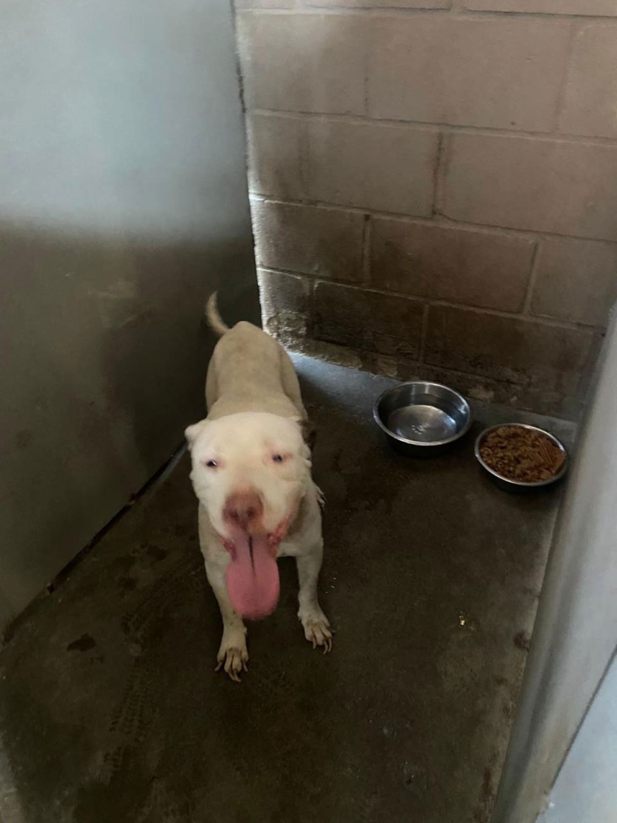 El animal fue asegurado y trasladado en una unidad especializada en bienestar animal para recibir atención médica.