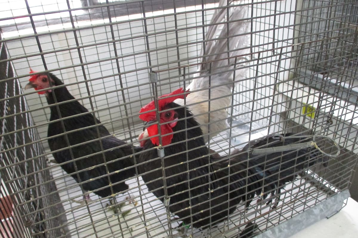 Decomisan 28 loros y tres gallinas en garitas de San Diego