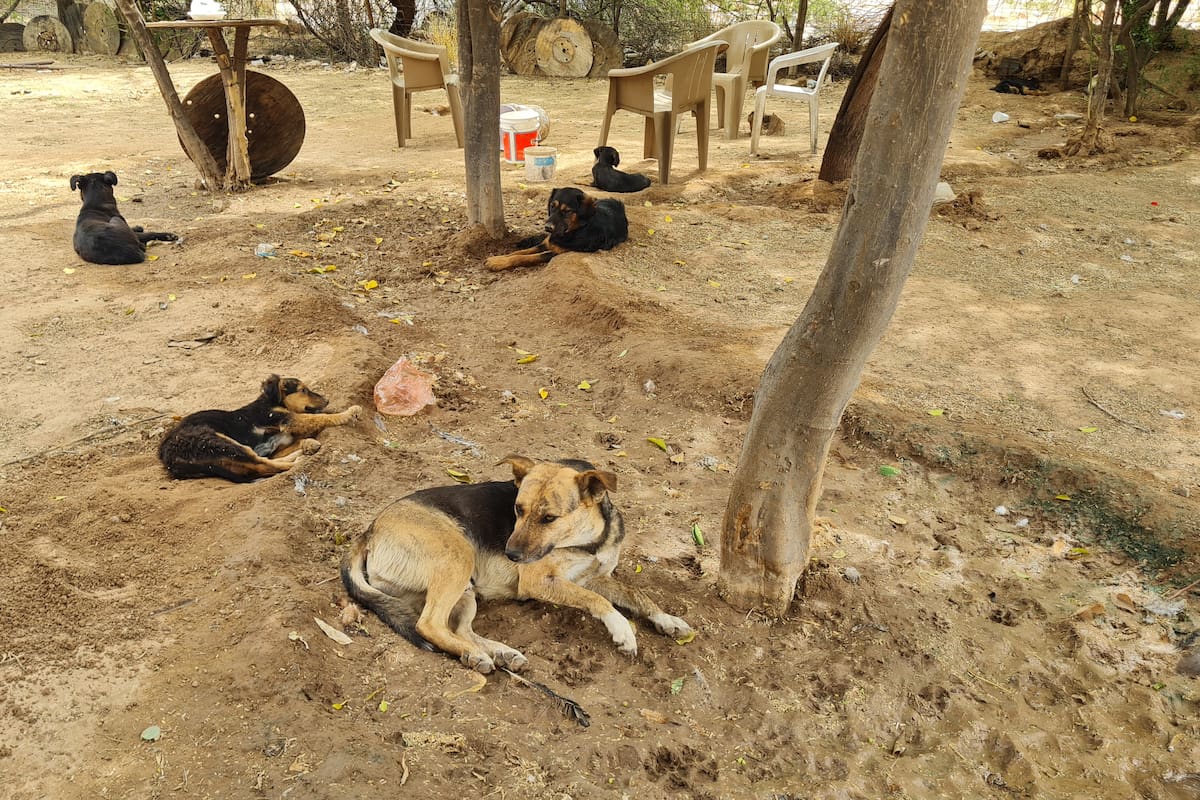 Defienden a acusado de maltratar una yegua en ranchito de La Manga en Hermosillo