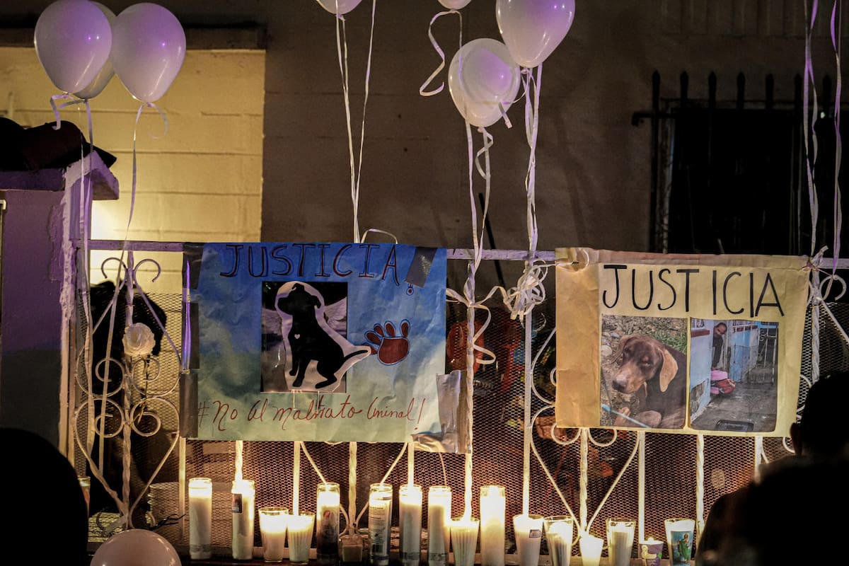 Recuerdan con vigilia a ‘Chatita’, perrita que fue víctima de crueldad animal en Tijuana