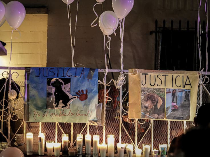 Recuerdan con vigilia a ‘Chatita’, perrita que fue víctima de crueldad animal en Tijuana