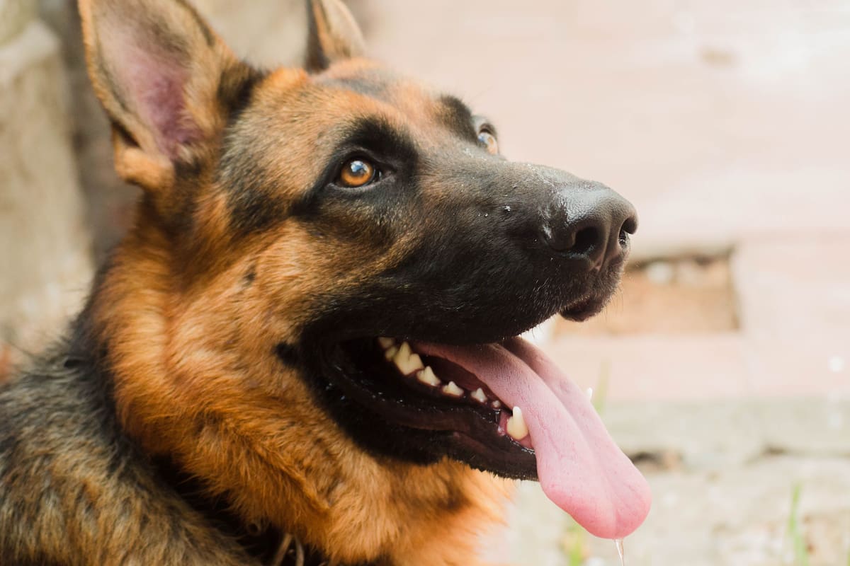 México conmemora este domingo 19 de julio el Día del Perro, una fecha dedicada a reconocer la presencia de estos animales en los hogares y recordar la responsabilidad que implica atender su salud, alimentación, seguridad y bienestar