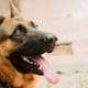 México conmemora este domingo 19 de julio el Día del Perro, una fecha dedicada a reconocer la presencia de estos animales en los hogares y recordar la responsabilidad que implica atender su salud, alimentación, seguridad y bienestar