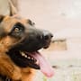 México conmemora este domingo 19 de julio el Día del Perro, una fecha dedicada a reconocer la presencia de estos animales en los hogares y recordar la responsabilidad que implica atender su salud, alimentación, seguridad y bienestar
