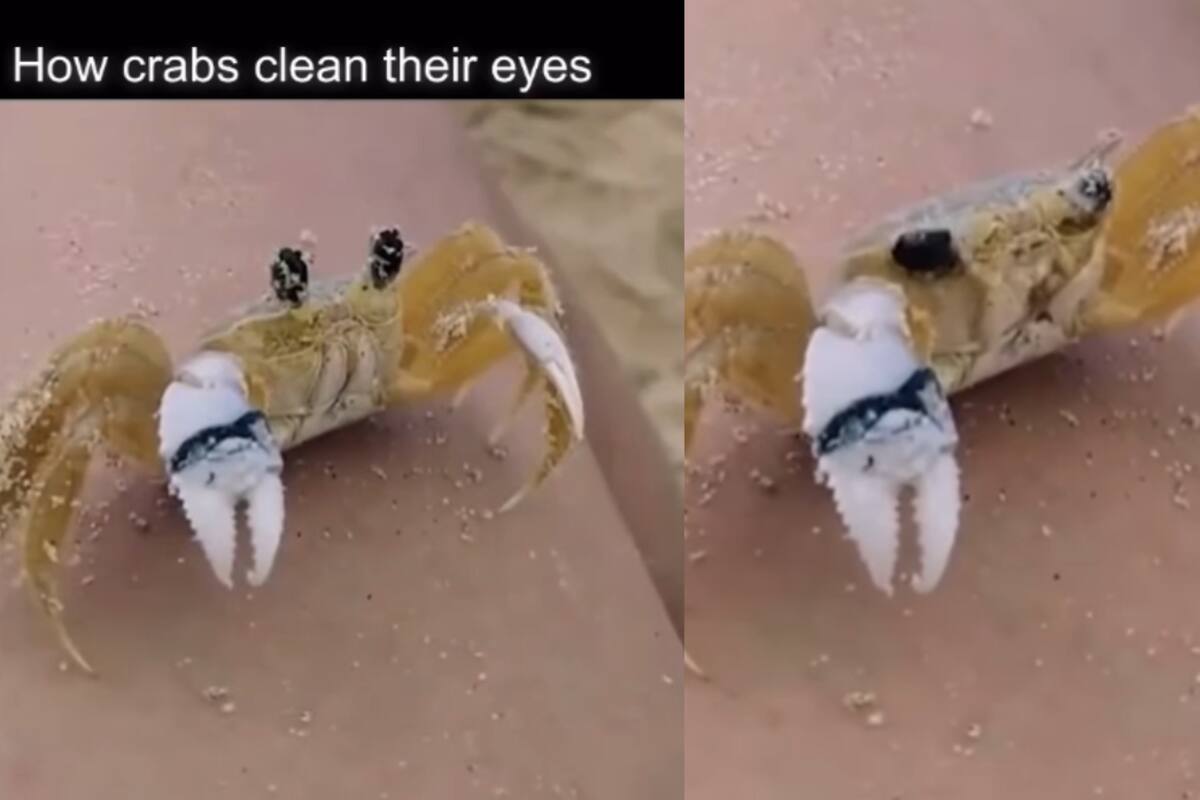 Capturan en video la peculiar forma en que un cangrejo limpia sus ojos