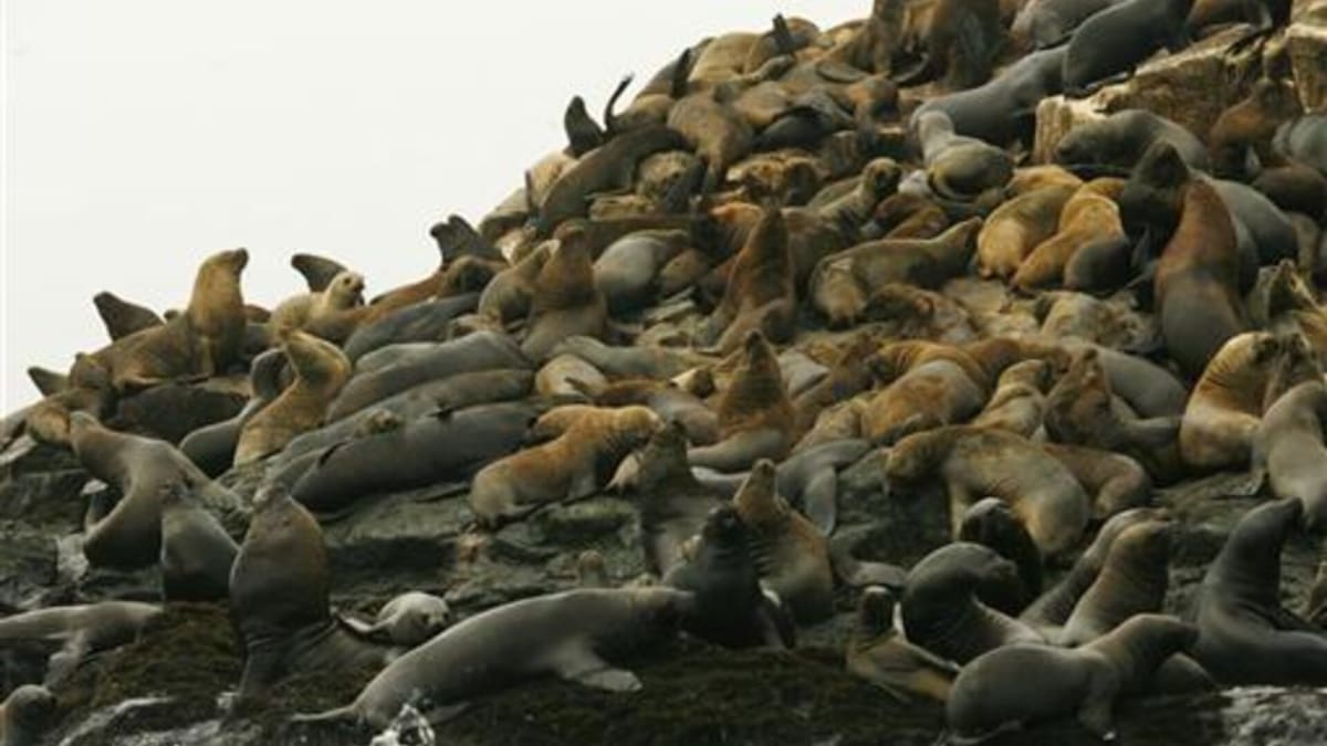 El gobierno de Chile evalúa permitir la caza selectiva del lobo marino ante los conflictos con pescadores artesanales, mientras científicos advierten que la medida podría alterar el equilibrio del ecosistema costero. Foto: REUTERS