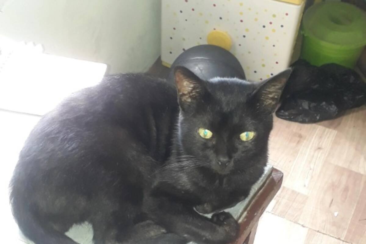 Corre a novia de su casa por echar fuera a su amado gatito