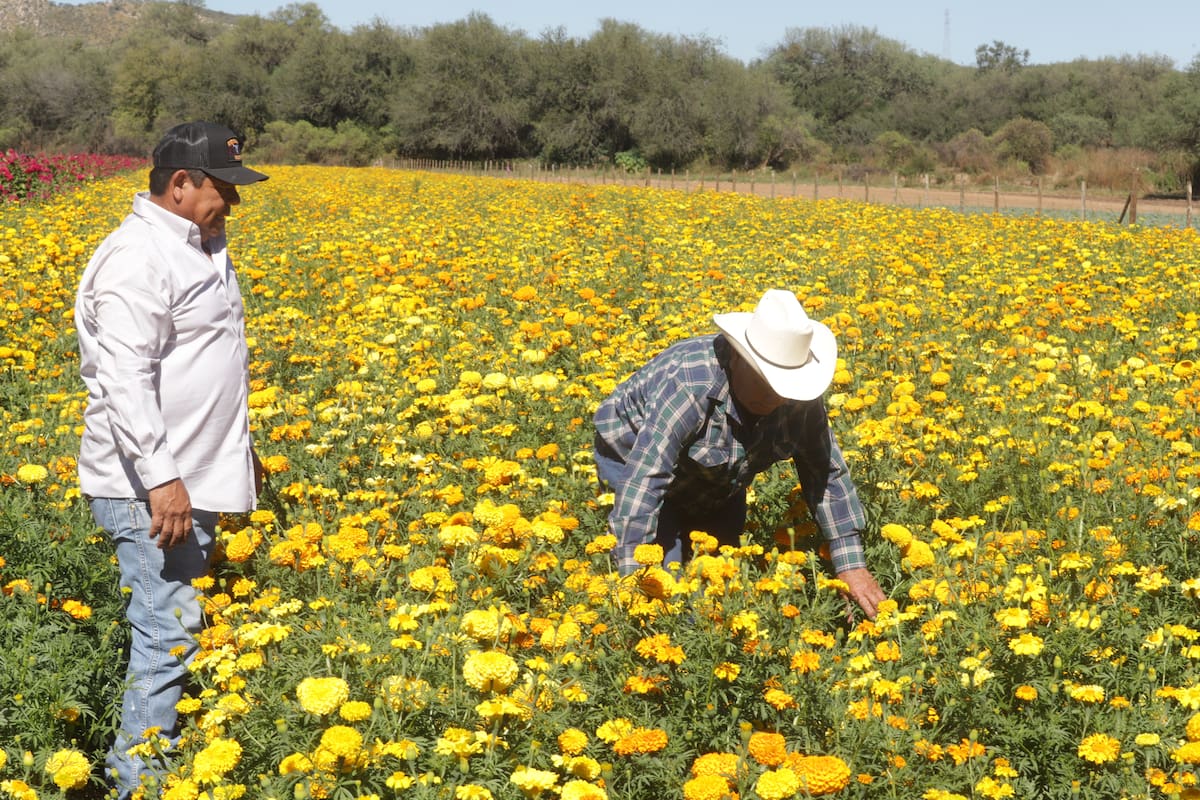 VIDEO: Cultivan cempasúchil en tierra sonorense