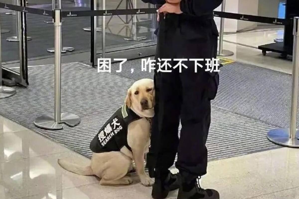 Perrito se hace viral al dormirse durante su jornada laboral