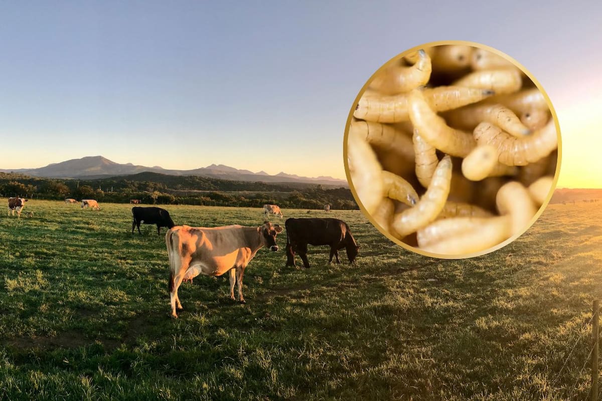 Hace falta reforzar frontera con Sudamérica: Ganadero