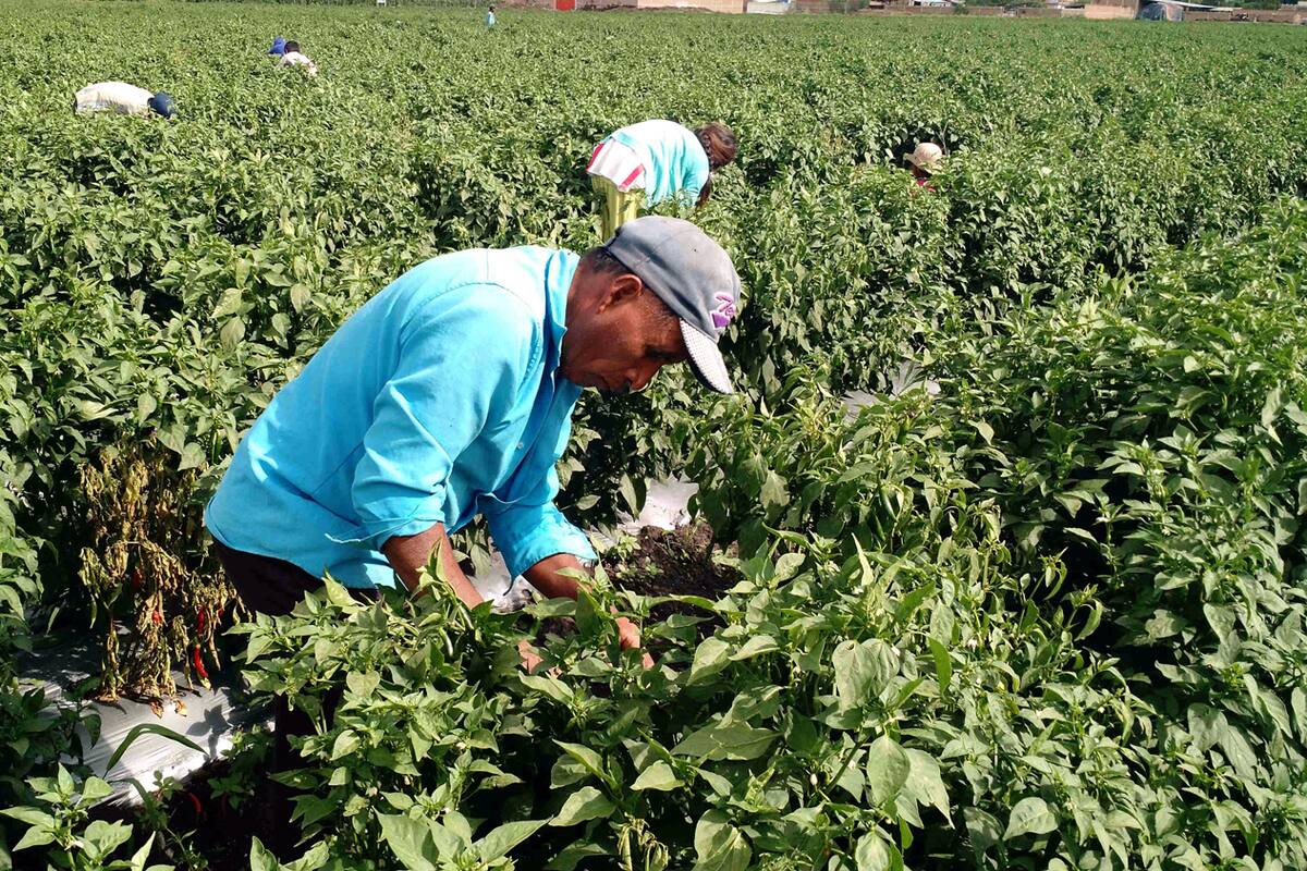 Economía de Sonora muestra signos de recuperación al generar empleo en septiembre