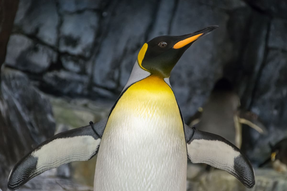 Pingüino regresa a su hábitat tras un largo viaje desde la Antártida hasta Australia