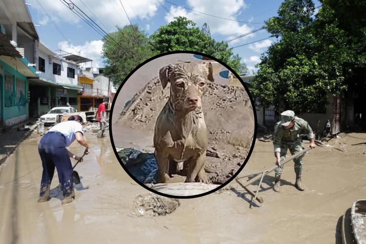 Perrito cubierto de lodo espera a su familia entre ruinas tras inundaciones en Poza Rica