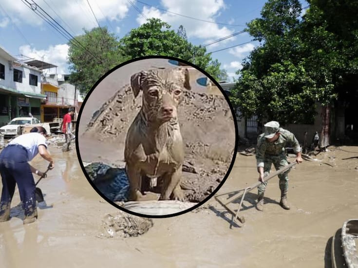 Perrito cubierto de lodo espera a su familia entre ruinas tras inundaciones en Poza Rica