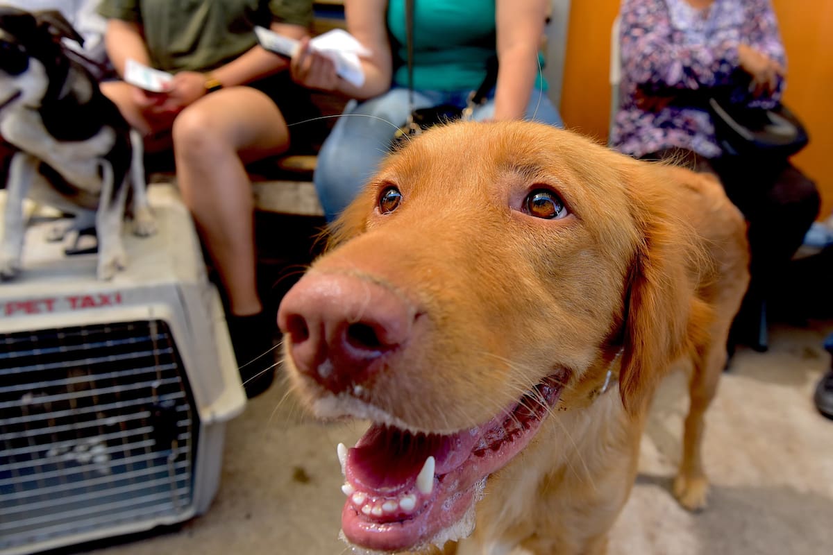 Jornadas gratuitas de esterilización de mascotas en Hermosillo: estarán en 3 colonias esta semana