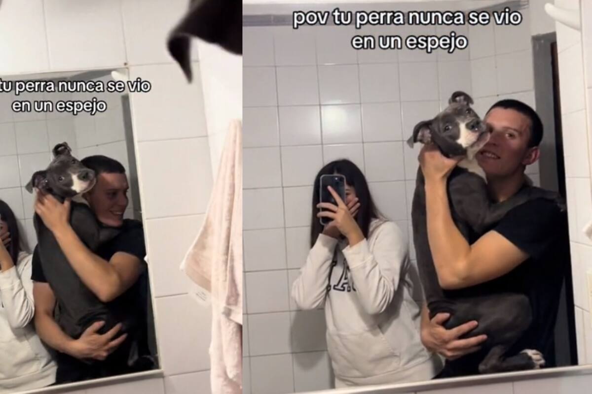 Perro se ve por primera vez en el espejo y quiere pelear consigo mismo