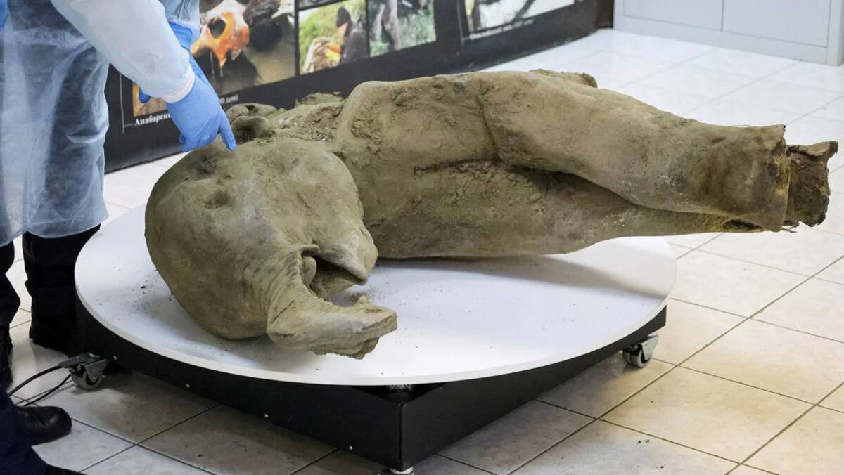 El mamut mejor conservado del mundo. / REUTERS.