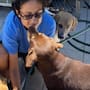 Urge agua para hidratar a 74 perros y bañarlos