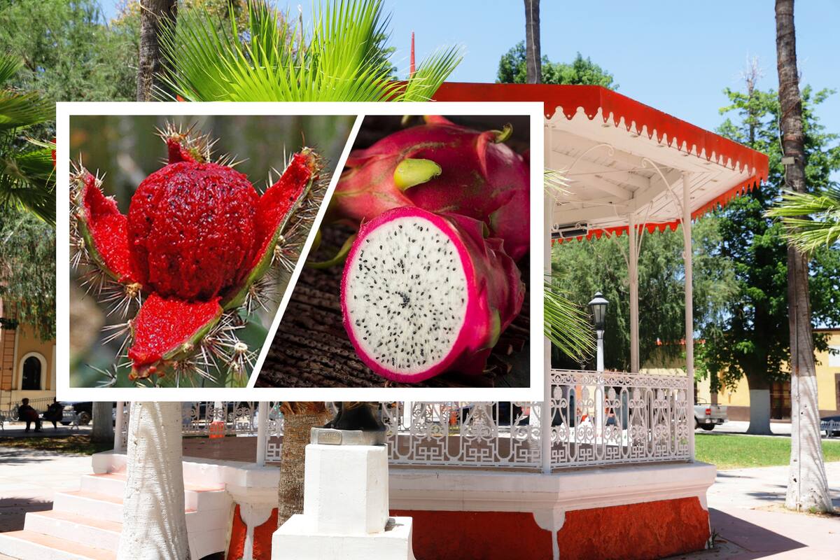 Hoy inicia el Festival de la Pitaya en Ures, Sonora